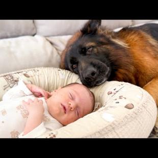 German Shepherd Falls in Love with Newborn Baby