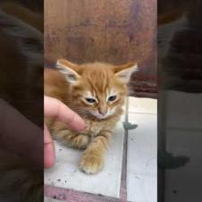 Cuteness level: EXTREME #shorts #meow #kitten #cat #cute #baby #animals #suncats #kittens