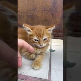 Cuteness level: EXTREME #shorts #meow #kitten #cat #cute #baby #animals #suncats #kittens