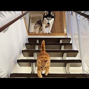 病院に行こうとしたら子猫と犬が階段でこうなっちゃいました...