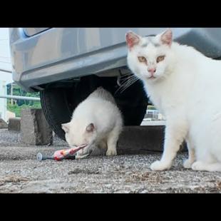 食べたいけど怖い…ちゅーるを前に葛藤する白猫が可愛すぎた件😿💗