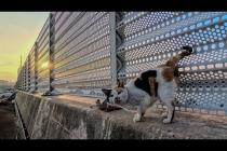 防波堤の上を歩いてモフられにくる三毛猫ちゃんがかわいすぎた