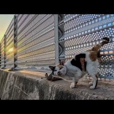 防波堤の上を歩いてモフられにくる三毛猫ちゃんがかわいすぎた