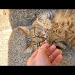 Cute tabby cat doing somersaults for love and attention