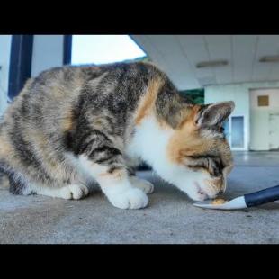 漁港の猫達にちゅーるを差し入れしてきた