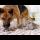 German Shepherd Meets Newborn Kittens with Mom for the First Time!