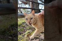 公園で見かけた茶トラ猫ちゃんがかわい過ぎた #ImpressedCatVideo #catisland #猫