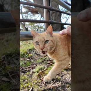 公園で見かけた茶トラ猫ちゃんがかわい過ぎた #ImpressedCatVideo #catisland #猫