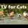 Cat TV Birds ~ Captivating Birds for Cats to Watch