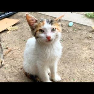 No One Sees… These Kittens Are Waiting for Tenderness 😿