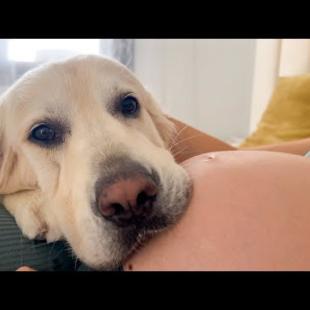 Golden Retriever Can't Wait to Meet Newborn Baby