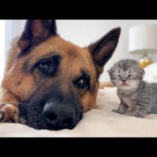 German Shepherd Befriends Newborn Tiny Kitten!