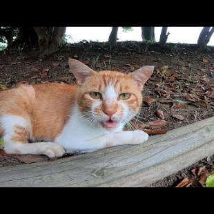 公園を散歩してたら野良猫が何か話し掛けてきた