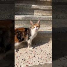 Calico cat is so cute meowing and running away, meow #shorts #cat #kitten #animals #cats #kittens