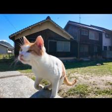 猫島の鳥居の前の石段に座ると猫が隣に座ってきた