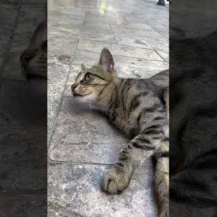 🐾 You again? I said I'm resting! 😾💤 #shorts #kitten #cat #catsoftiktok  #catvideo #cute #animals