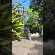 猫島の丘の上のカフェに向かう小道で出会ったタヌキみたいな猫