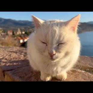 The kitten sunbathing in the unique landscape speaks to me with a purring voice