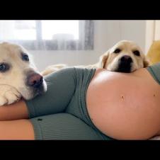 My Dogs Can't Wait to Meet Newborn Baby