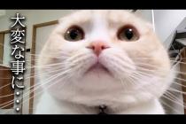 巨大迷路にチャレンジした結果犬と猫のリアクションが100点すぎた...