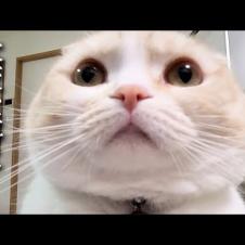 巨大迷路にチャレンジした結果犬と猫のリアクションが100点すぎた...