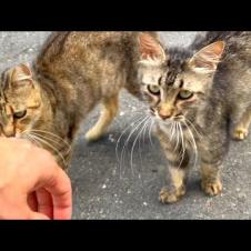 Cute cats living on the street came running to me and started purring.