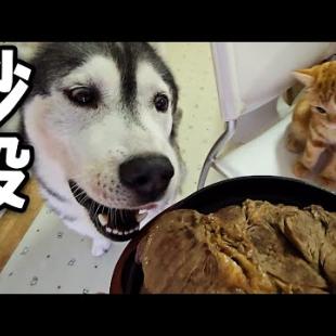 生まれて初めて特大ステーキを食べた子猫と犬達の反応がこちらです...