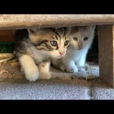 I Won the Hearts of the Timid Kittens on the Street 💕