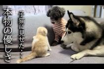 初めて子猫が犬達に心を開いた瞬間がこちらです...