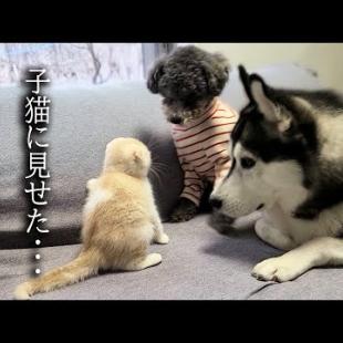 初めて子猫が犬達に心を開いた瞬間がこちらです...