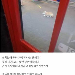 가게에서 고기 몇번 얻어먹은 강아지