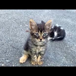 The warm embrace of cute kittens and their mothers will warm your heart