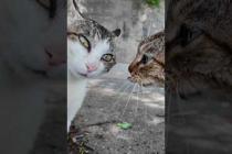 【猫バトル】山猫軍vs港猫連合、抗争勃発【猫なのに抗争がガチすぎる】