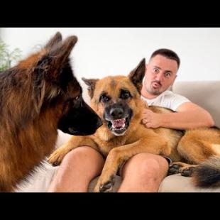 German Shepherd Refuses to Share Its Owner with Another Dog