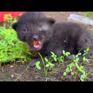 Orphaned kitten meows loudly for mother cat