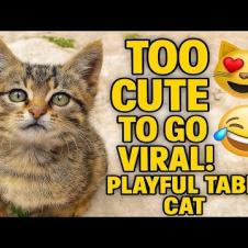 🐾 “So Cute It’s Going Viral! Playful Tabby Kitten 😻🤣