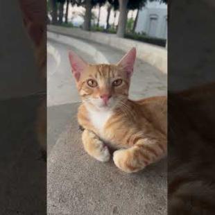 😺 “Cuteness Level Up: Rest Mode On 🚫🐾#shorts #kitten #cat #catlove #cute #animals  #catvideo