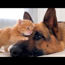 KITTEN Falls In Love With GERMAN SHEPHERD!