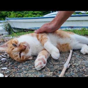 漁港で出会った猫、ゴロゴロ甘えモード全開で癒やされた🐱💖