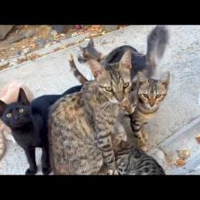 Homeless hungry kittens and mother cat are waiting for me every day