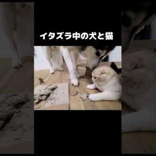 一緒にイタズラ中の犬と猫がかわいい...#shorts