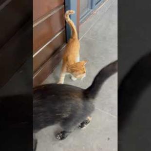 🐾 Little Cat Greets You with a Meow! So Cute 😻#shorts #kitten #cat #catlove #cute #animals