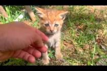 💕🐱 “Don’t Leave Me!” – Abandoned Kitten Is Preventing Me From Going Home