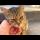 Tabby stray cat needs love more than food
