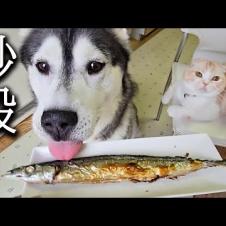 生まれて初めてさんまを食べた猫と犬達の反応がこちらです...