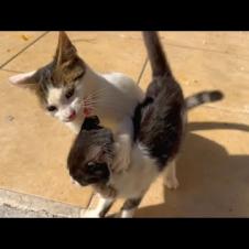 Jealous kitten doesn't let me pet her siblings, she beats them