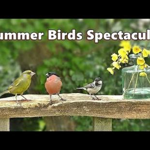 Cat TV Summer Birds for Cats to Watch Spectacular