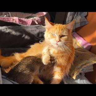 МЕЙН-КУН ОМАЛИЯ ПЕРВЫЙ РАЗ РОЖАЕТ