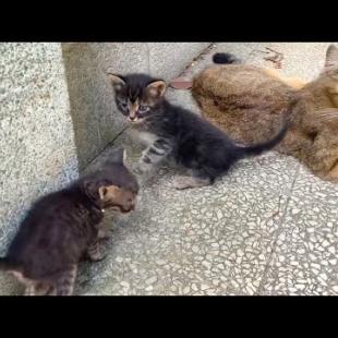 We have fun time playing games with my cute, homeless kitten friends.