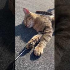 Tabby cat who fell into deep sleep never wants to wake up #shorts #catshorts #cat #cats #cute